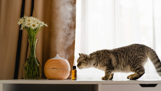 【獣医師執筆】猫に香水や柔軟剤の香りはNG？｜香りが猫の健康に与える影響とストレス回避の工夫