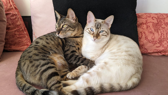 獣医師が教える！猫の多頭飼いで仲が悪い時の原因と改善策