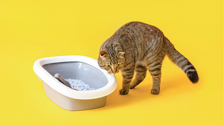 獣医師が解説：高齢猫のトイレ問題と快適な排泄環境の整え方