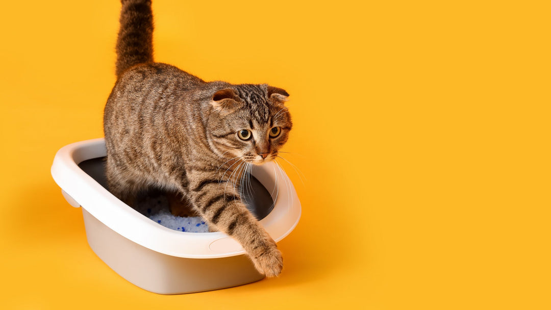 猫の下痢は何日続いたら病院？軟便で受診するべき症状とタイミングを獣医師が詳しく解説