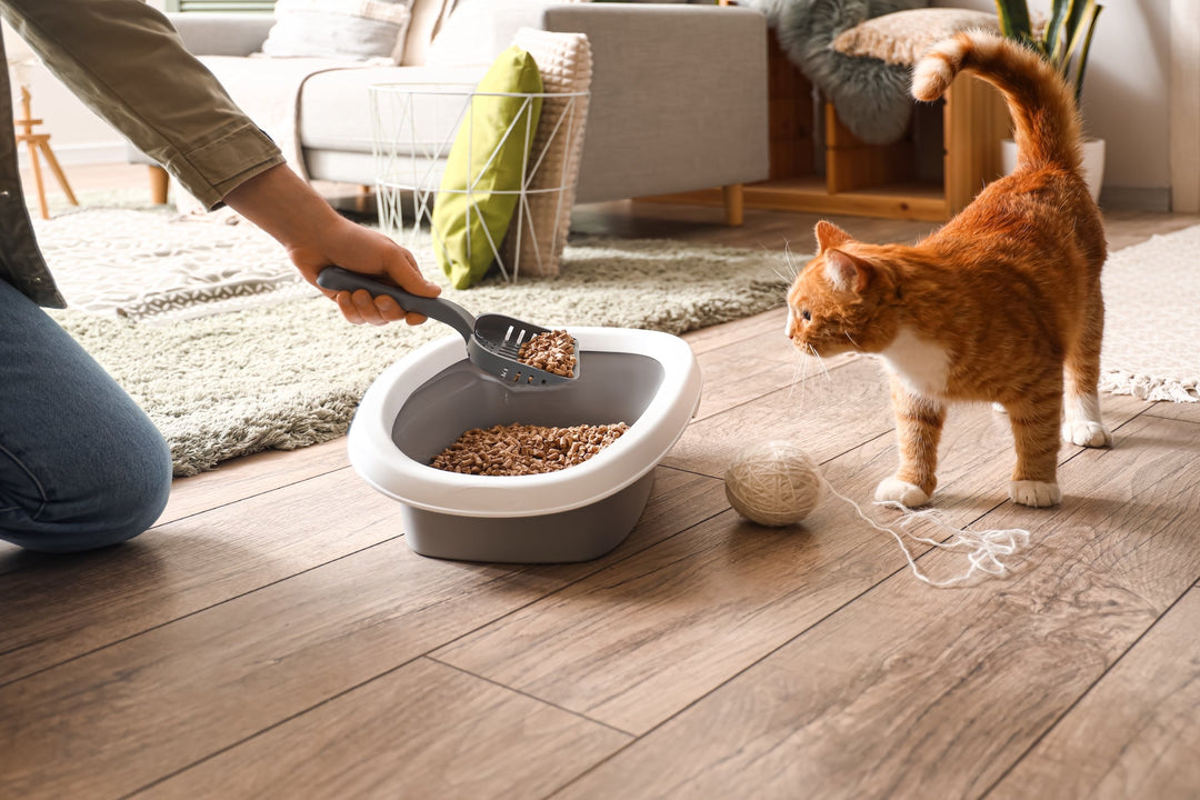 猫の血尿の原因と症状を獣医師がわかりやすく解説