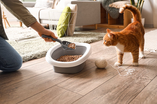 猫の血尿の原因と症状を獣医師が詳しく解説