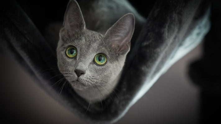 【獣医師が解説】ロシアンブルーがかかりやすい病気の特徴とは？糖尿病や尿石症、慢性腎臓病など