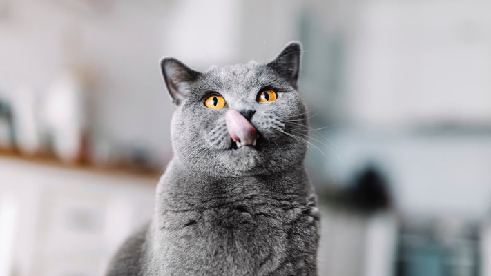 【獣医師が解説】ブリティッシュ・ショートヘアがかかりやすい病気とは？肥大型心筋症や糖尿病、尿石症など