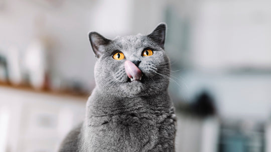 【獣医師が解説】ブリティッシュ・ショートヘアがかかりやすい病気とは？肥大型心筋症や糖尿病、尿石症など