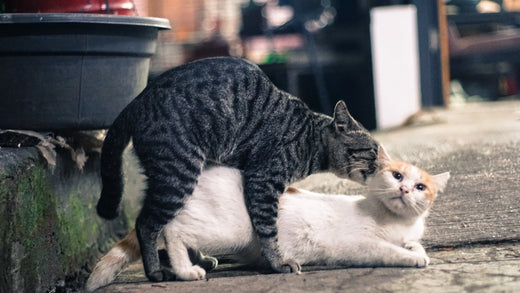 獣医師が解説：猫の発情期の症状と正しい対処法