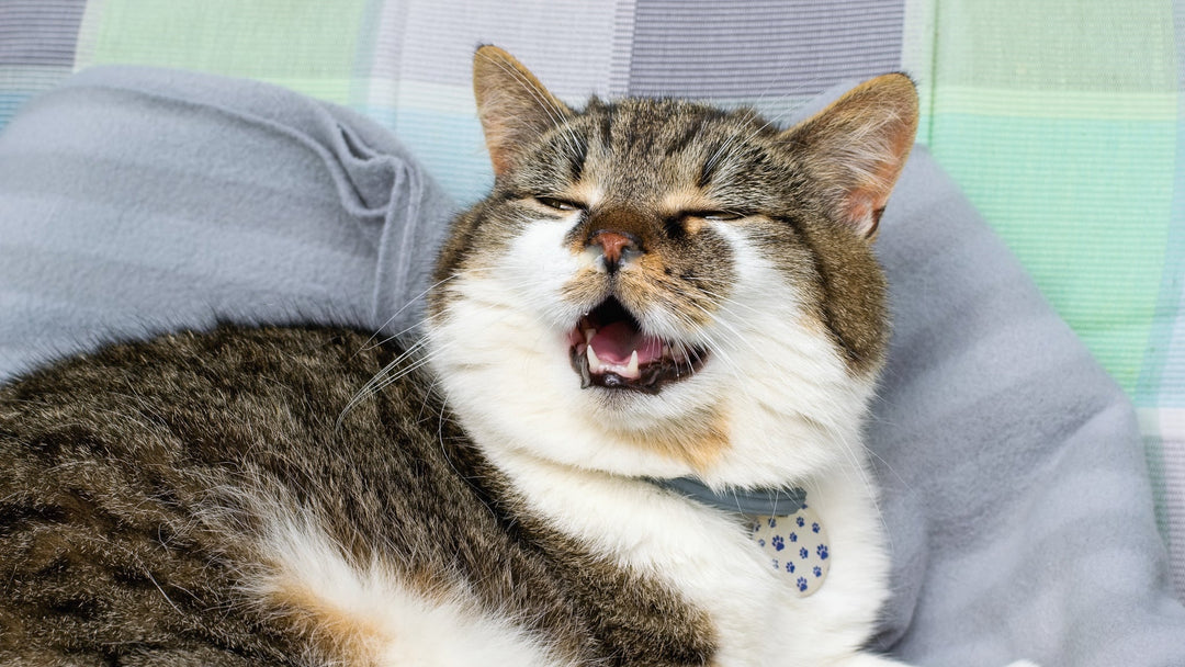 【獣医師執筆】高齢猫の認知症を予防する5つの習慣と早期発見のポイント