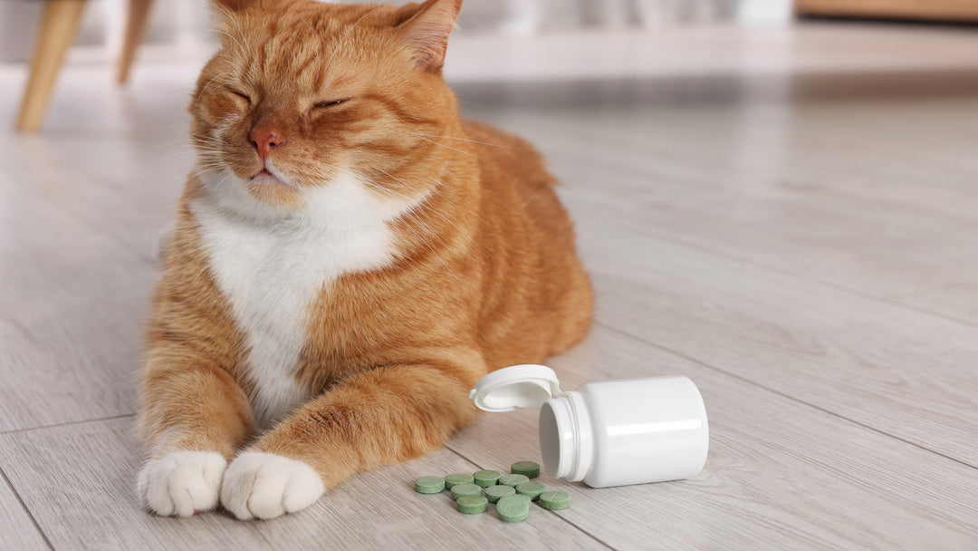 【獣医師執筆】猫にサプリメントは必要？与えるべきケースと注意点を解説