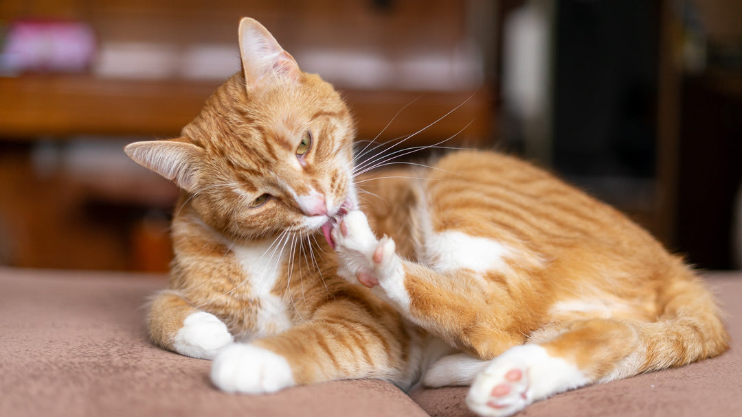 猫の皮膚病の見分け方は？症状・原因・治療法・受診の目安を獣医師が解説