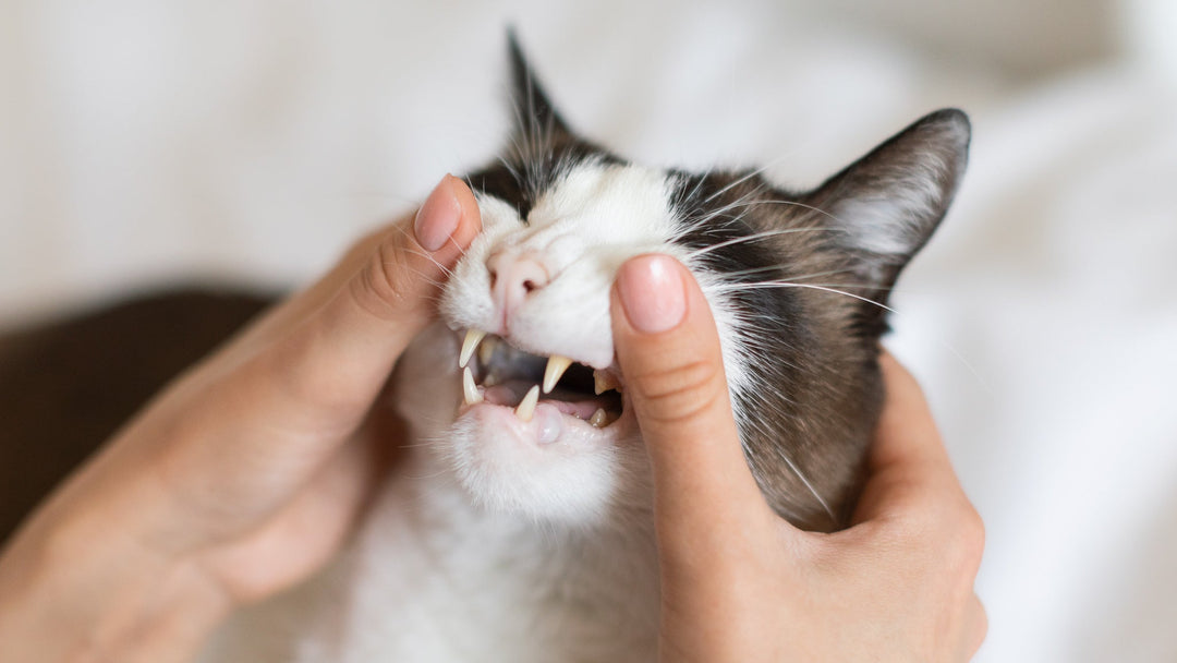 【獣医師執筆】猫の「鼻が白い」のは貧血のサイン？自宅でできるチェック法と危険な病気