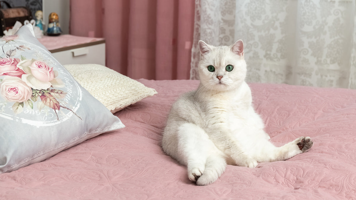 猫の座り方の種類と名前|座り方から読み取る猫の気持ちを解説|ぽぽねこの読みもの – ぽぽねこ公式オンラインショップ