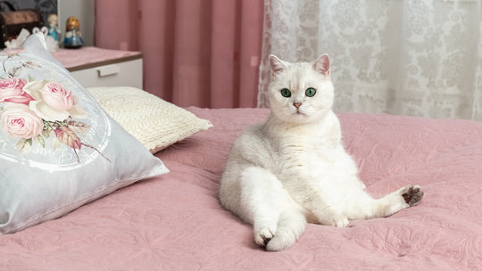 猫の座り方の種類と名前｜座り方から読み取る猫の気持ちを解説