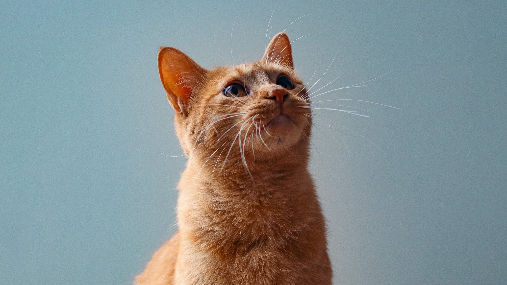 【獣医師執筆】猫が首を「掻き壊し」する原因は？過剰グルーミングの危険な症状と対策