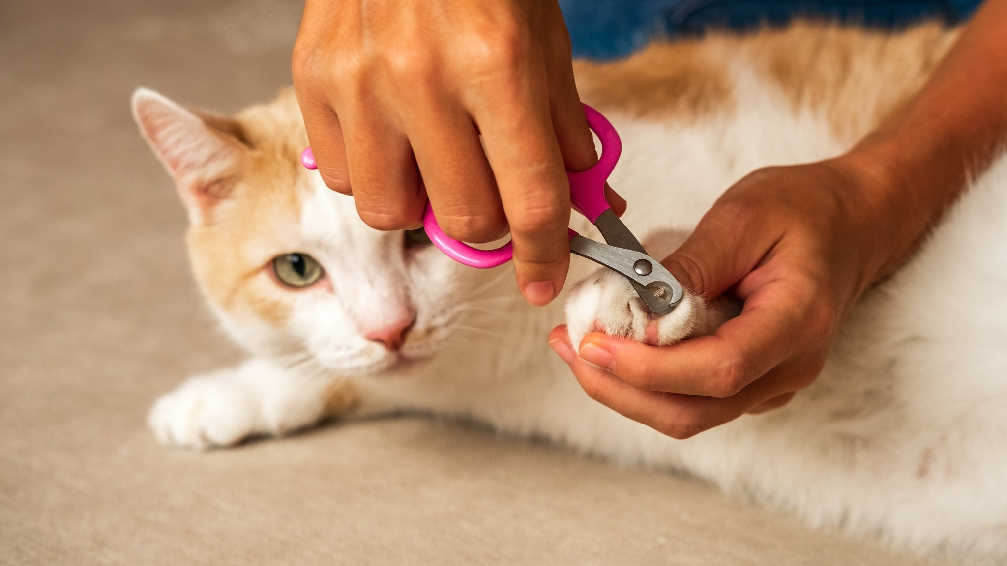 獣医師が教える：猫の爪切り方法と嫌がる場合の対処法
