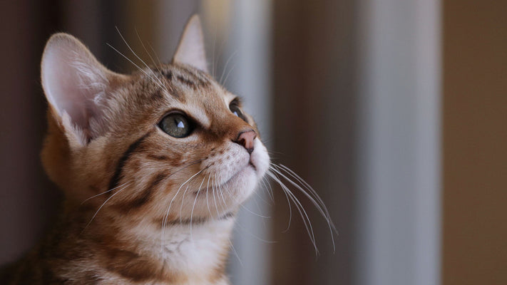 子猫に首輪は必要？気になるメリット・デメリット徹底解説