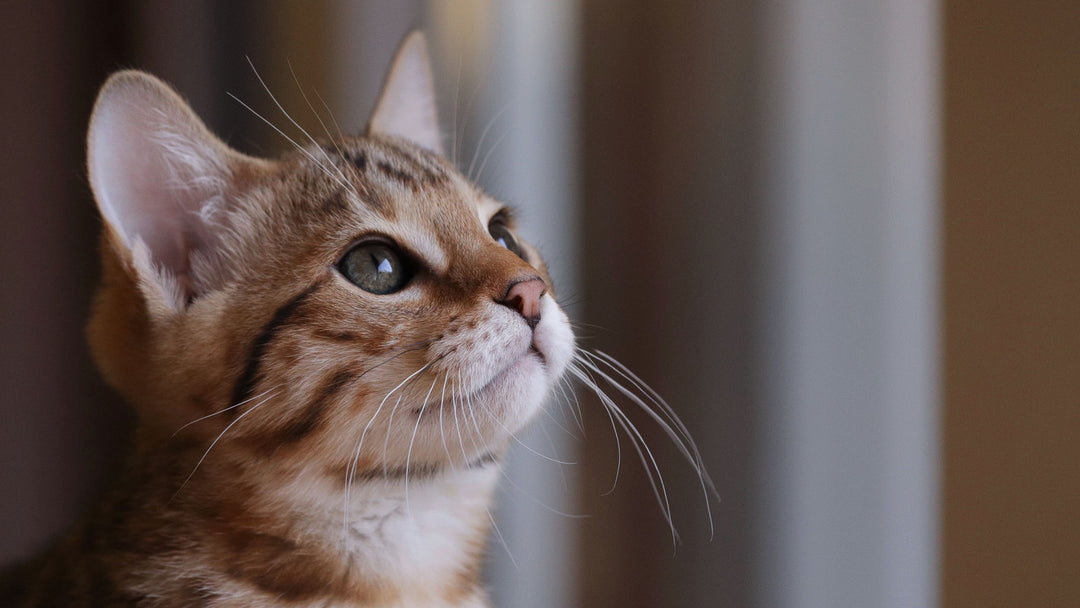 子猫に首輪は必要？気になるメリット・デメリット徹底解説