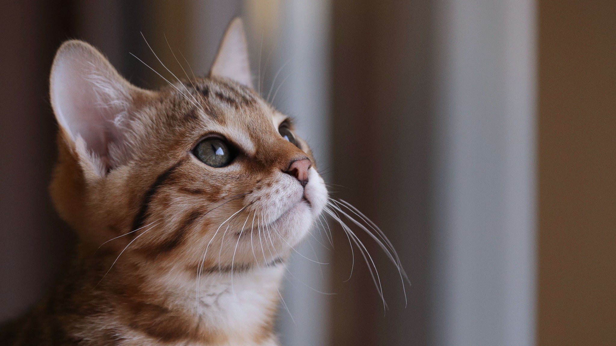 子猫に首輪は必要？気になるメリット・デメリット徹底解説