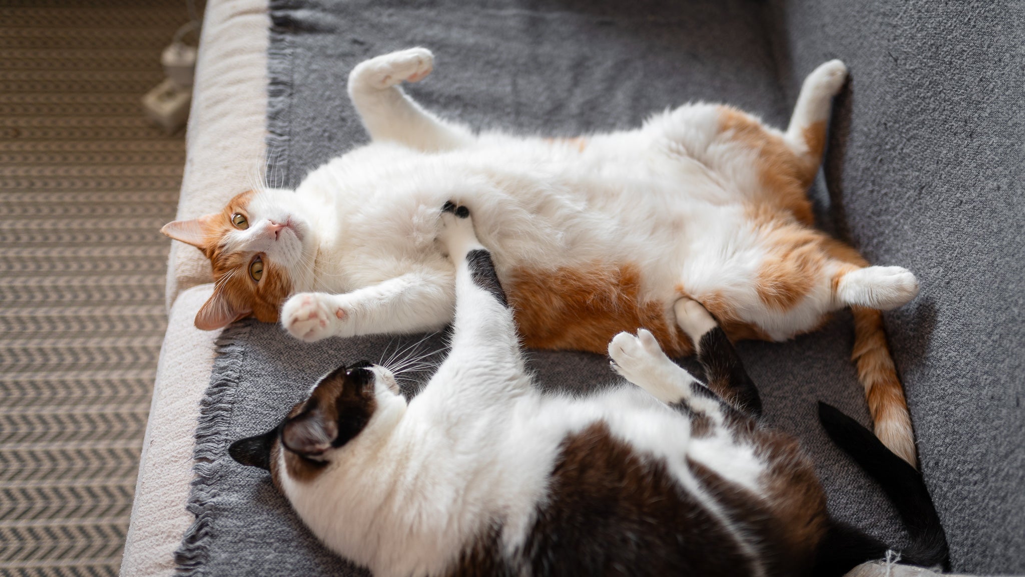 【獣医師執筆】猫の乳腺がんとは？症状・原因・治療と予防のためにできること