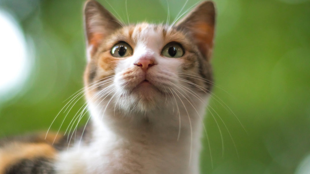 猫を保護したけど飼えないときの対応策を獣医師が詳しく解説