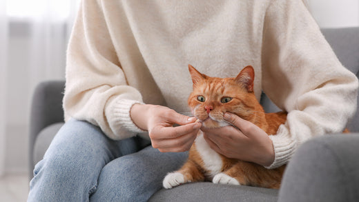 医師が解説：猫の関節炎に効果的なサプリメントと選び方