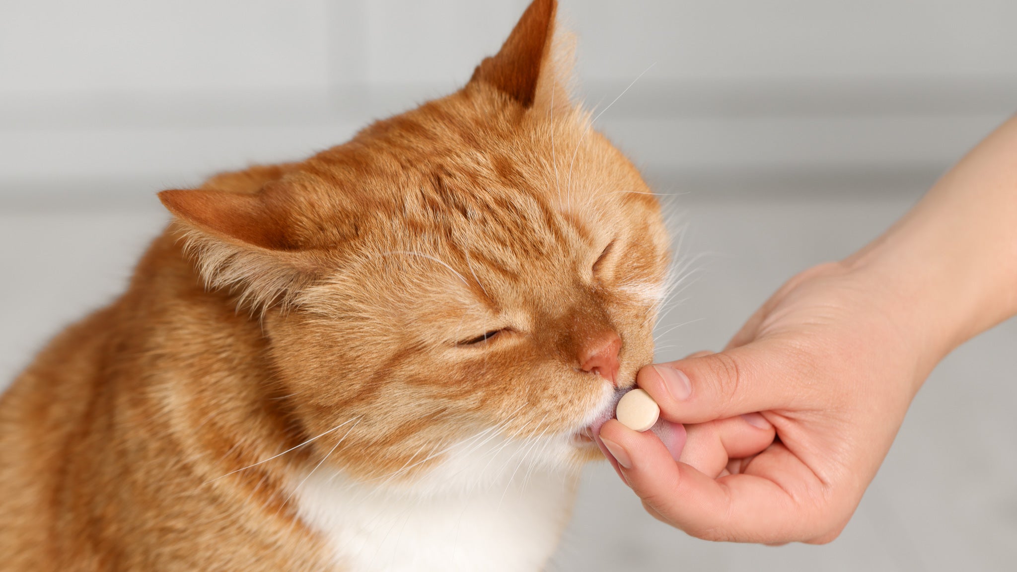 獣医師が教える：猫に薬を飲ませる方法と嫌がる場合の対処法