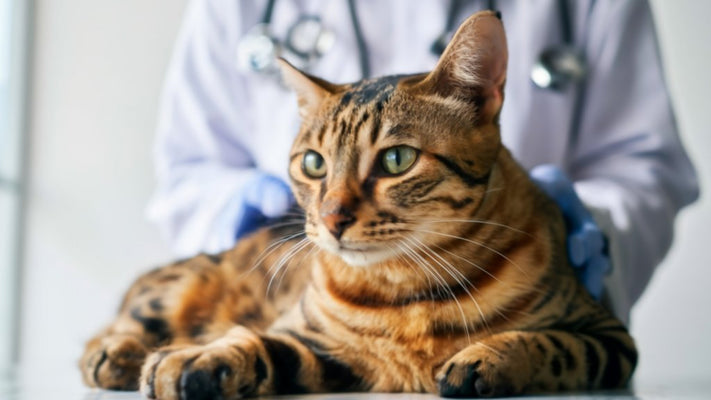 【獣医師が解説】ベンガルがかかりやすい病気、ピルビン酸キナーゼ欠損症やベンガル網膜症、ストレス性疾患など