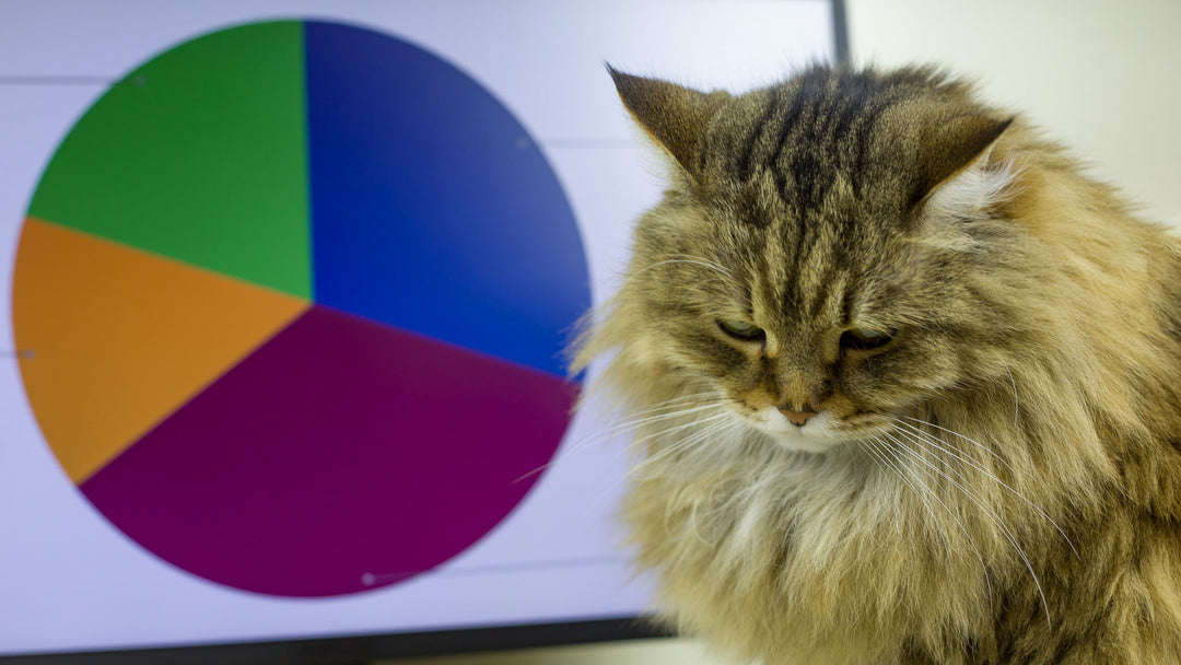 猫の死因ランキング｜獣医師が解説する病気の予防法と寿命を延ばすためのケア