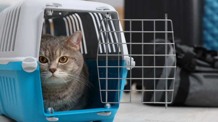 【保存版】猫の避難・防災ガイド｜同行避難のやり方と今すぐ揃えたい持ち物チェックリスト