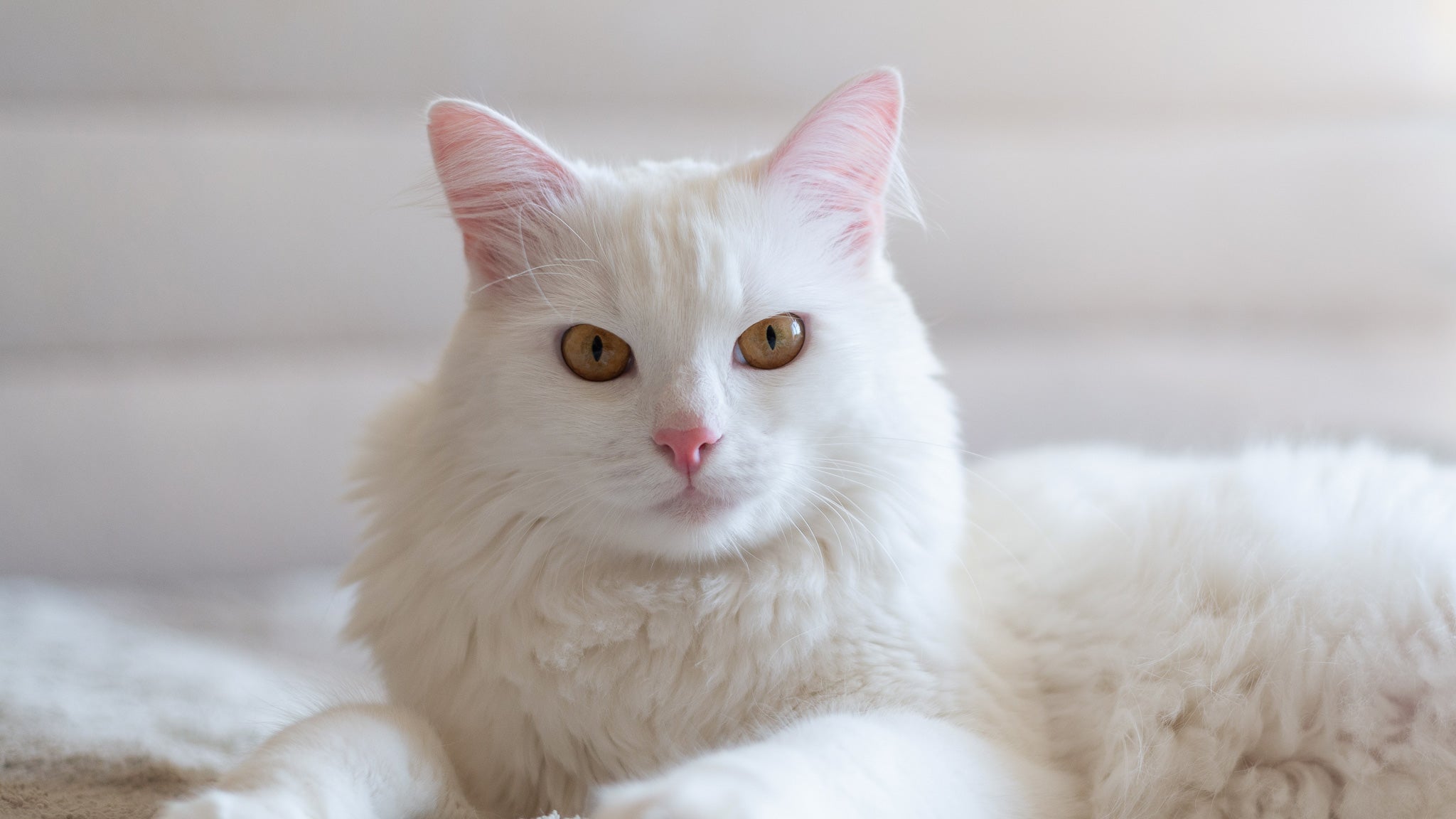 白猫に似合うおすすめの首輪の色6選｜ぽぽねこの読みもの – ぽぽ