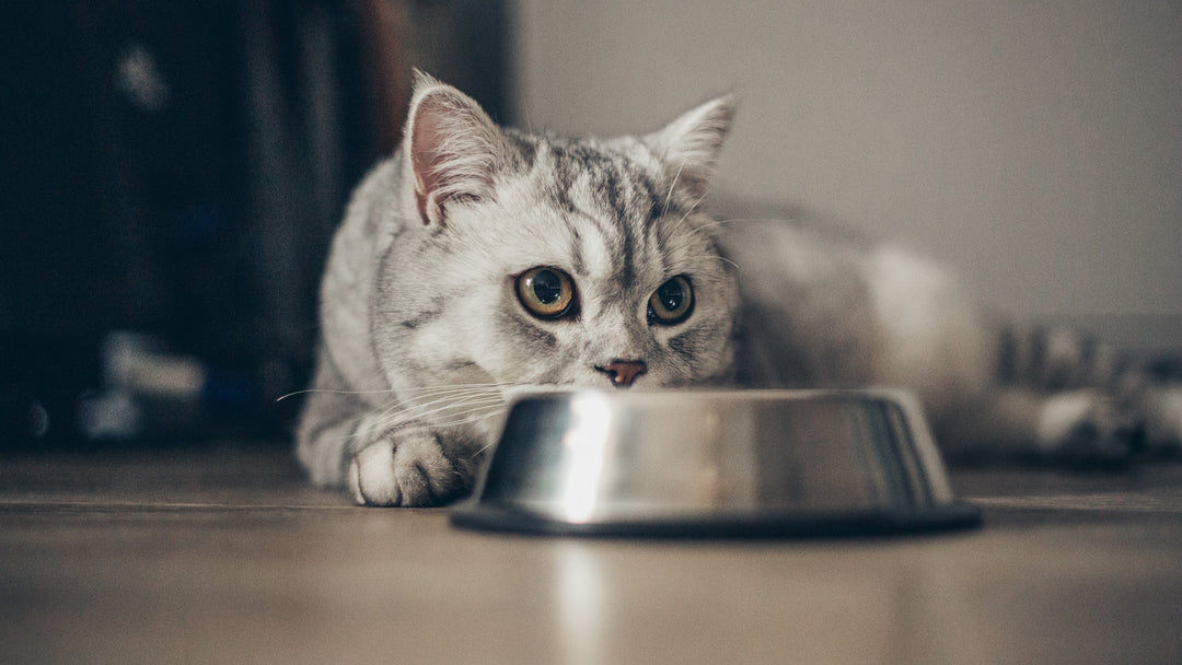 【獣医師執筆】猫も「金属アレルギー」になる？首輪や食器から愛猫の肌を守る対策と症状