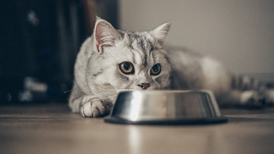 【獣医師執筆】猫も「金属アレルギー」になる？首輪や食器から愛猫の肌を守る対策と症状