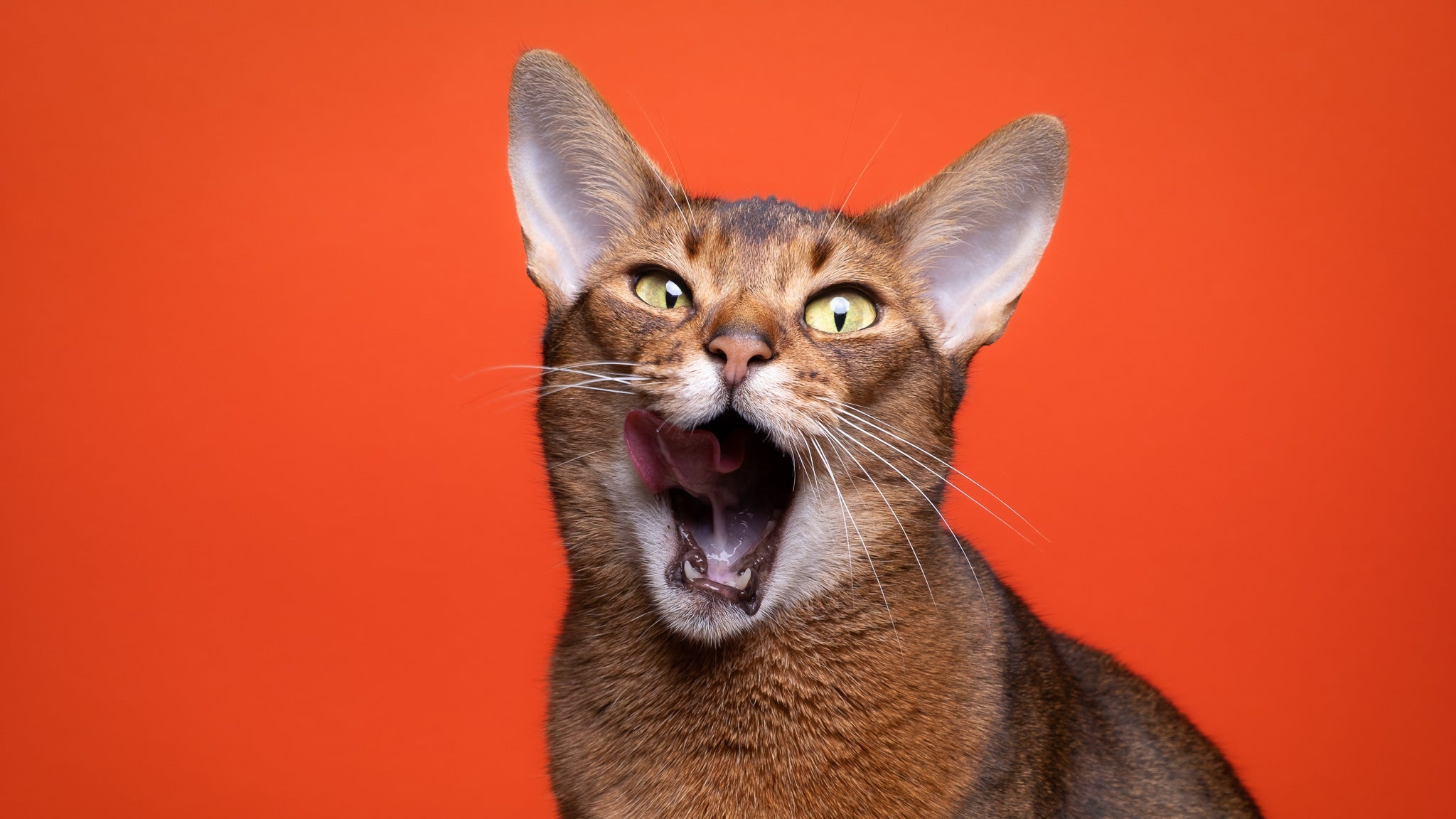 獣医師が解説！猫のアミロイドーシスとは？症状・診断・治療法と予防策は？