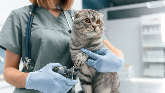 【獣医師執筆】猫の手足の「過剰グルーミング」は爪切りのサイン？ストレスフリーなケア方法