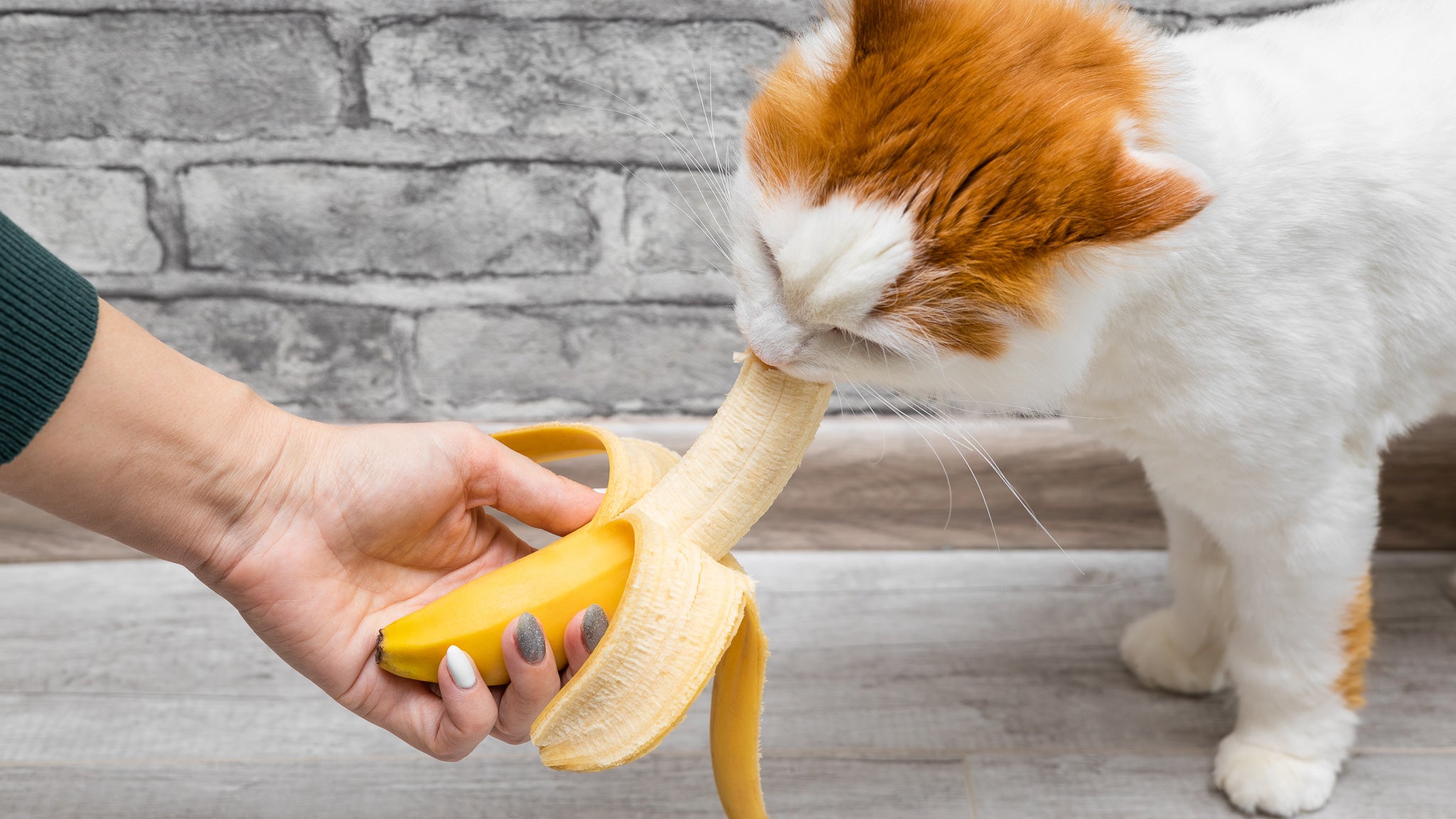 猫はバナナを食べてもいいの？愛猫の健康のために知っておきたいこと