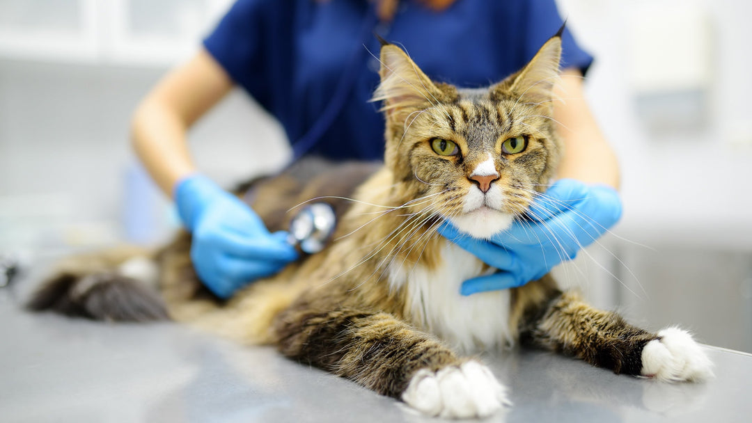 【獣医師執筆】猫の肥大型心筋症：症状、診断、治療法ガイド