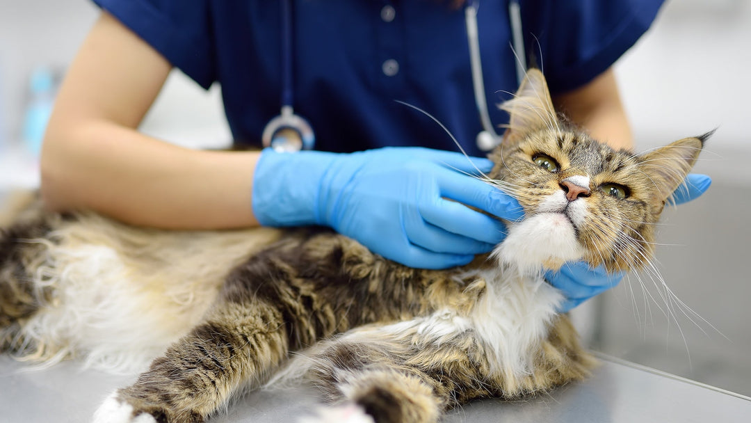 【獣医師執筆】猫の扁平上皮癌とは？症状・原因・治療法と日常ケア