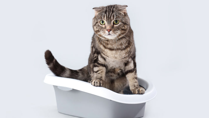 獣医師が解説：猫の正常なうんちの見分け方と健康管理のポイント