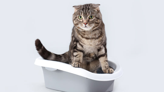 獣医師が解説：猫の正常なうんちの見分け方と健康管理のポイント