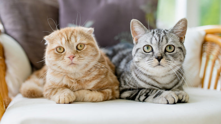 猫の多発性嚢胞腎とは？症状、診断・治療法を獣医師が詳しく解説