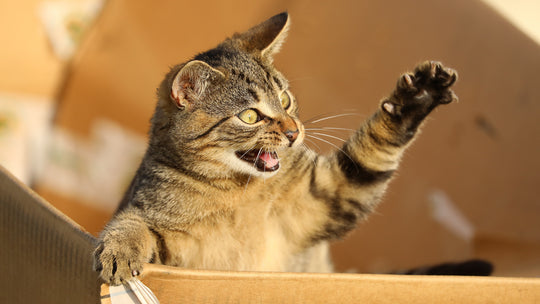 獣医師が解説：猫が虫を食べる理由と注意すべきポイント