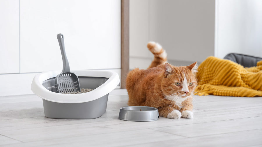 【Written by a Veterinarian】Feline Ureteral Obstruction: A Race Against Time! Dangerous Symptoms Seen in Clinical Practice and the Latest Treatment Methods