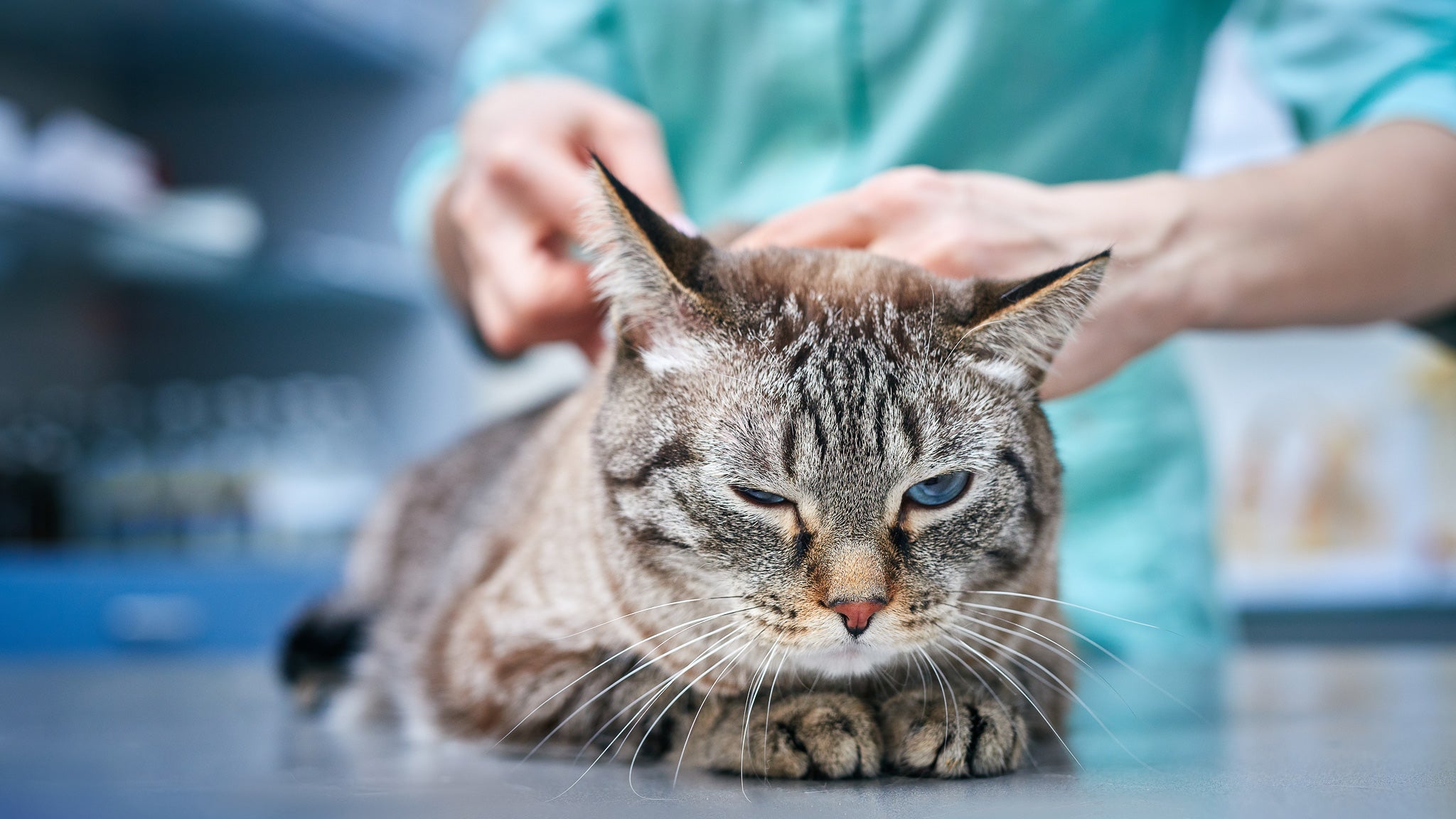 高齢猫にワクチンは必要？獣医師が推奨する接種の判断基準と注意点