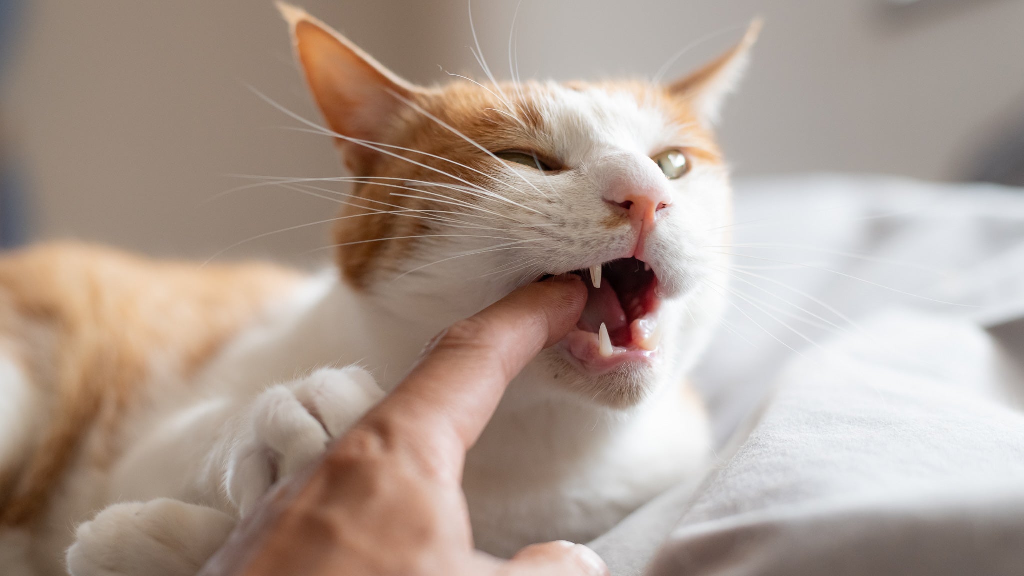 【獣医師執筆】猫が噛む・引っ掻く理由と正しい対処法