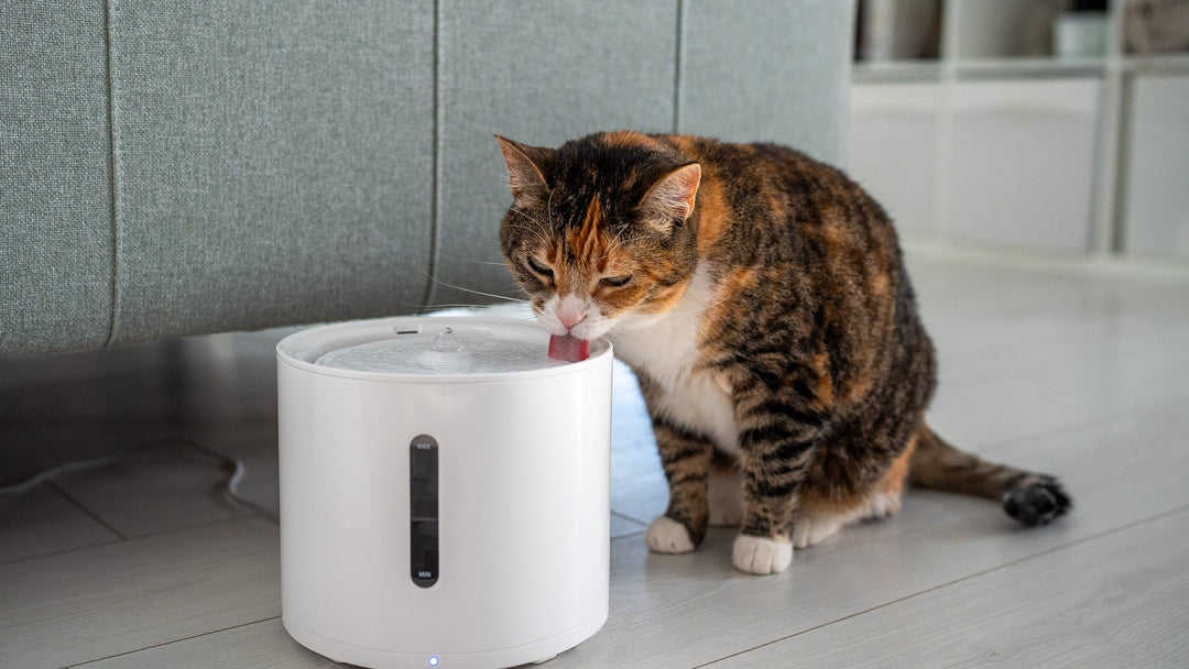 【獣医師監修】猫の水分摂取量が少ない？水を飲ませる工夫と健康を守る7つの方法