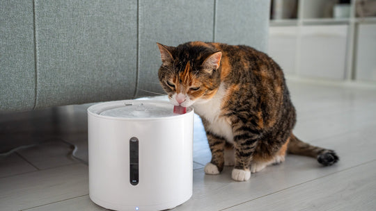 【獣医師執筆】猫の水分摂取量が少ない？水を飲ませる工夫と健康を守る7つの方法