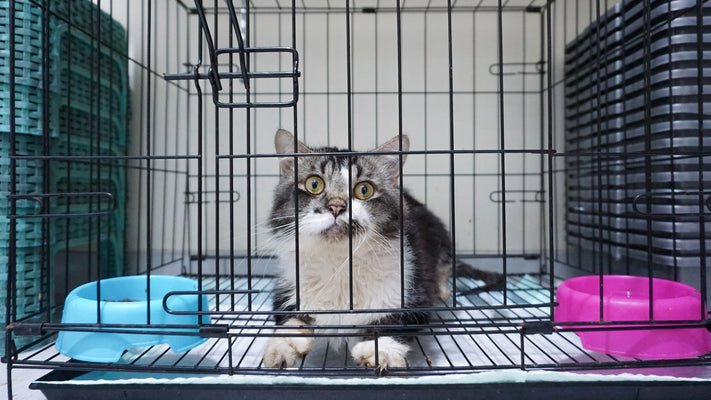 保護猫の里親の条件とは？飼育環境や費用など迎える準備を獣医師が解説