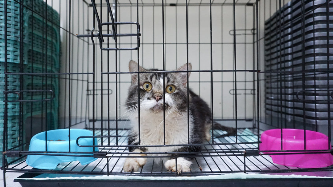 保護猫の里親の条件とは？飼育環境や費用など迎える準備を獣医師が解説