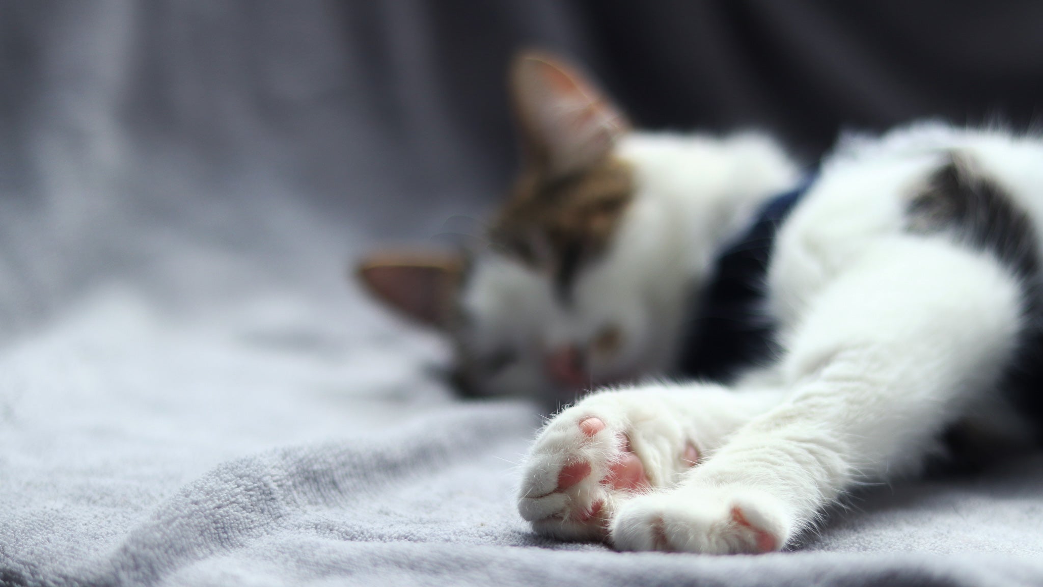 獣医師が解説する猫の血管肉腫：症状、原因、治療法
