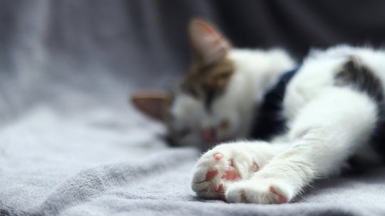 獣医師が解説する猫の血管肉腫：症状、原因、治療法