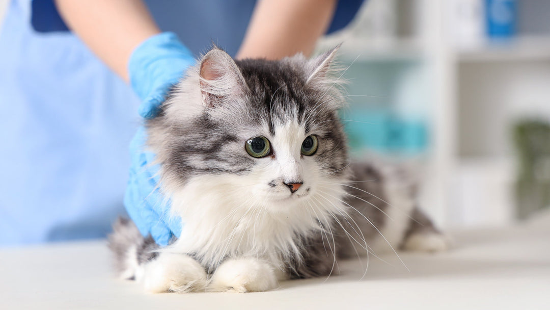 【獣医師執筆】猫の線維肉腫とは？症状・原因・治療法と日常ケア